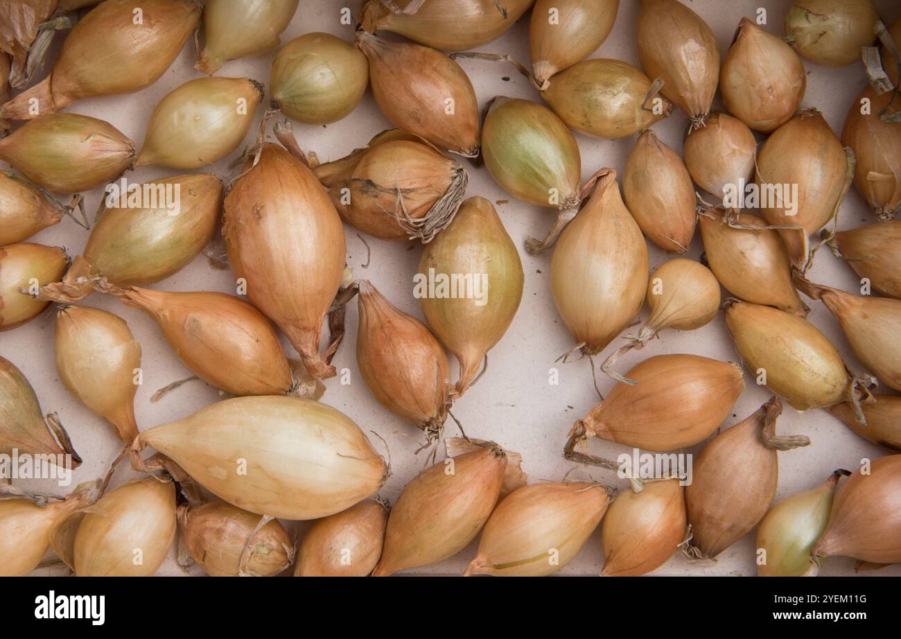 Senshyu onion sets hi-res stock photography and images - Alamy