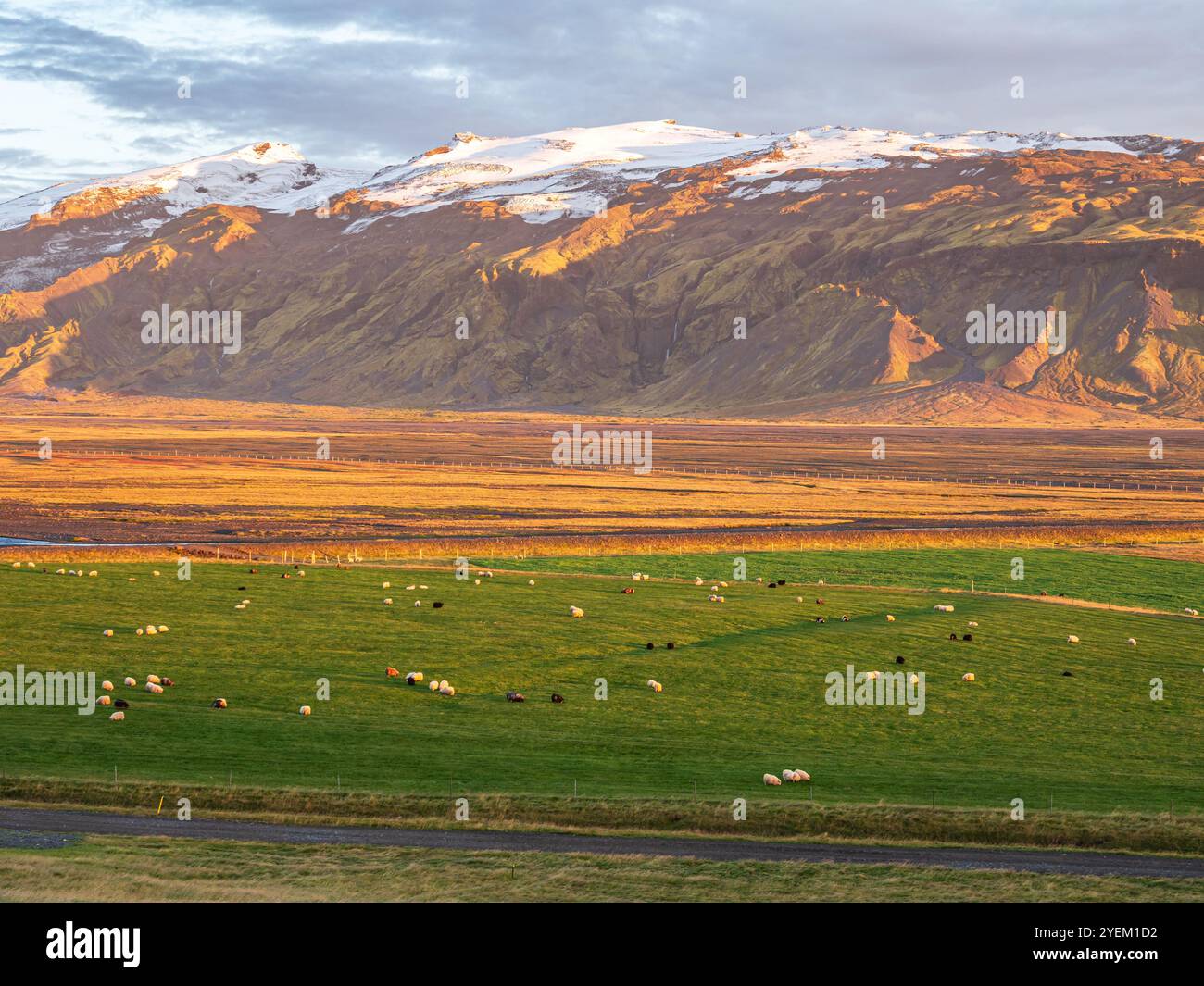 Grazing sheep, warm light at sunset, view over meadows to glacier Eyjafjallajökull, Fljotsdalur valley, Iceland Stock Photo