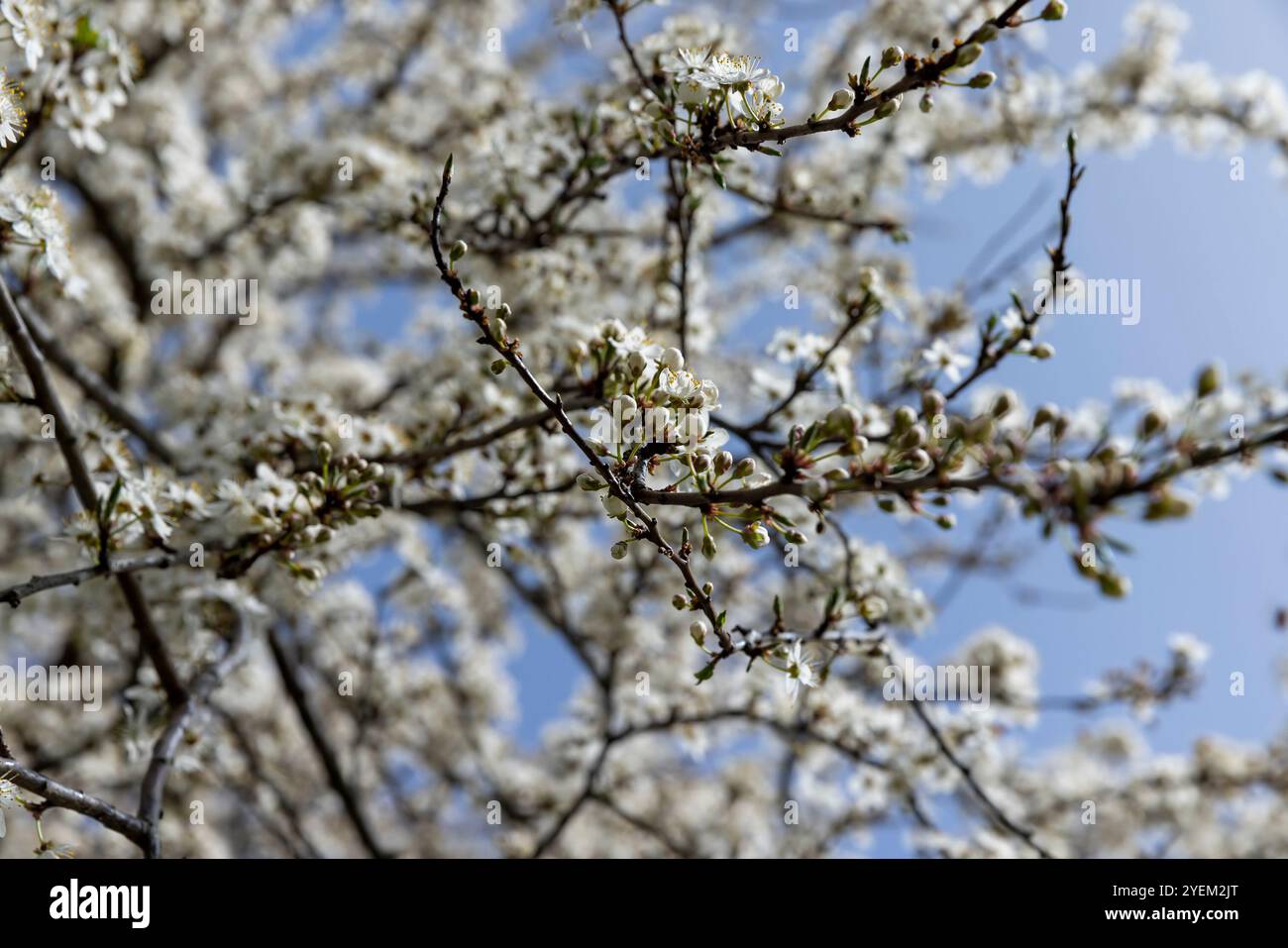 cherry tree with white flowers, a large number of white cherry blossoms ...