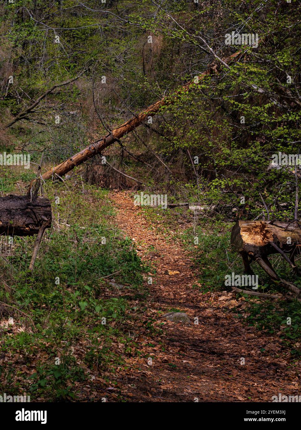 Serene pathway meanders hi-res stock photography and images - Alamy