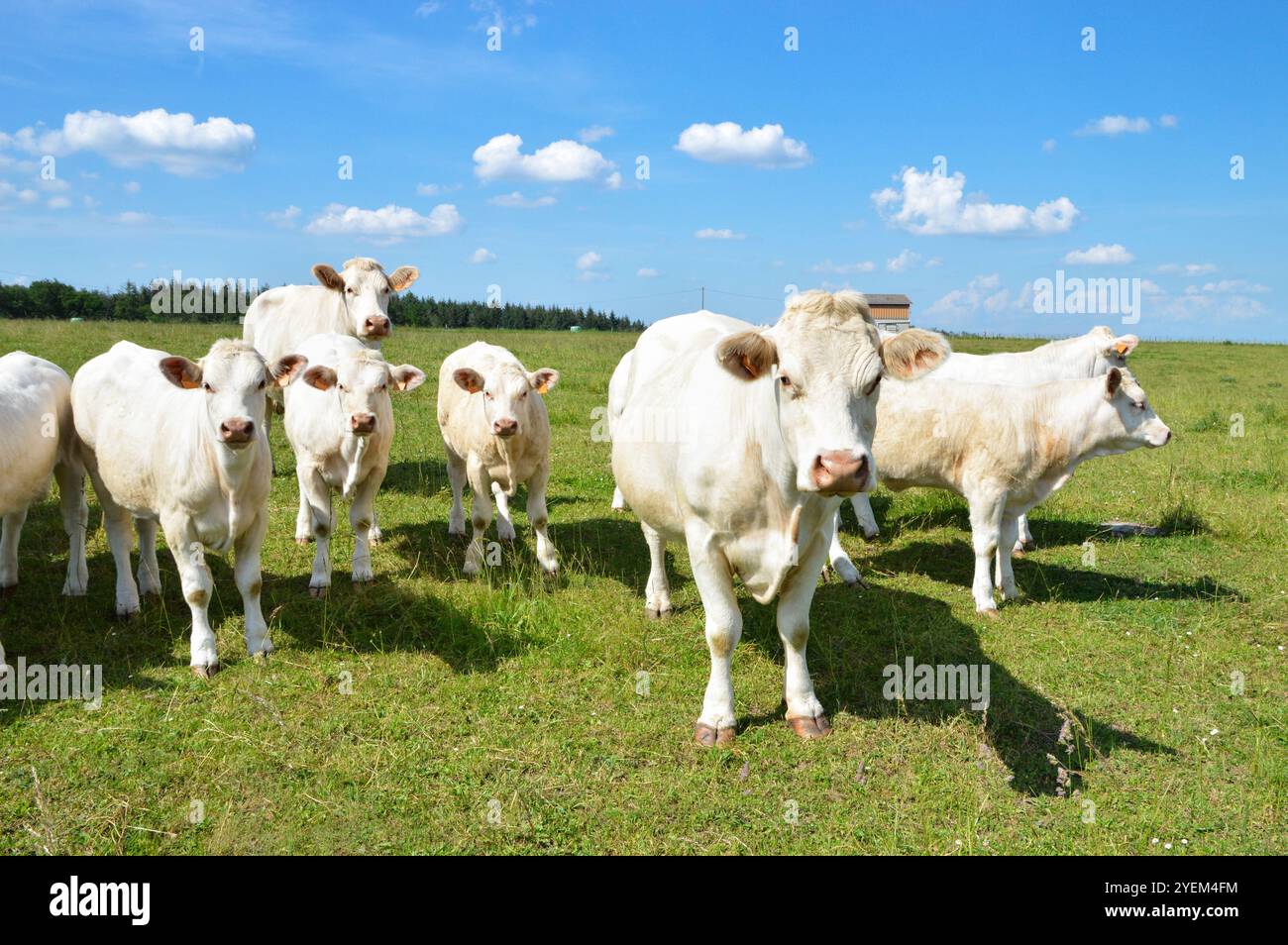 Little herd with calves in a meadow hi-res stock photography and images ...