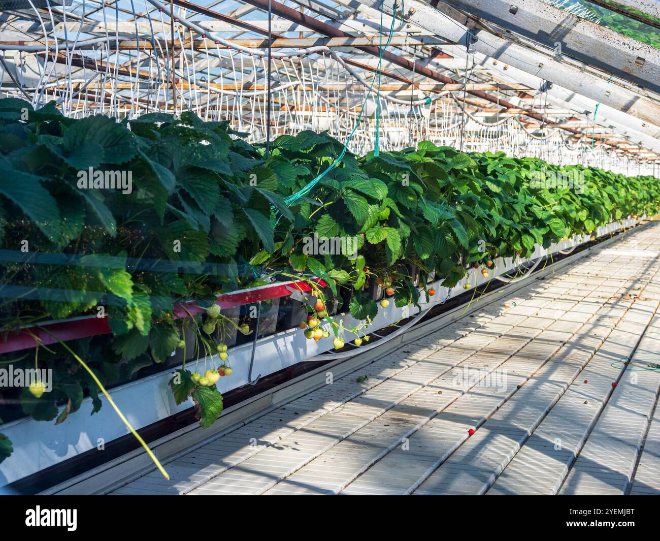 Greenhouse in Hveragerdi, heated by geothermal hot water, Iceland Stock Photo