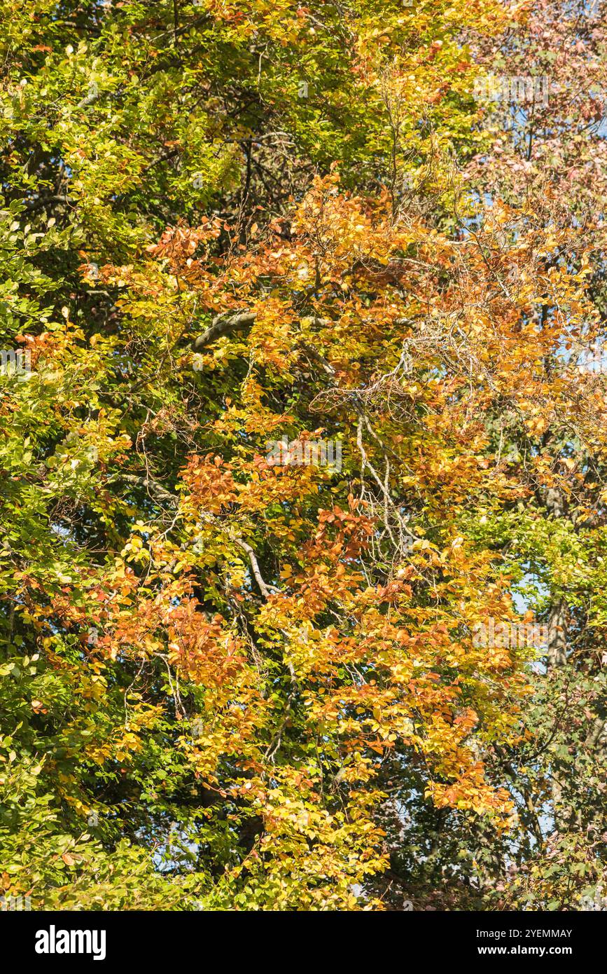 Beech leaf fagus hi-res stock photography and images - Alamy