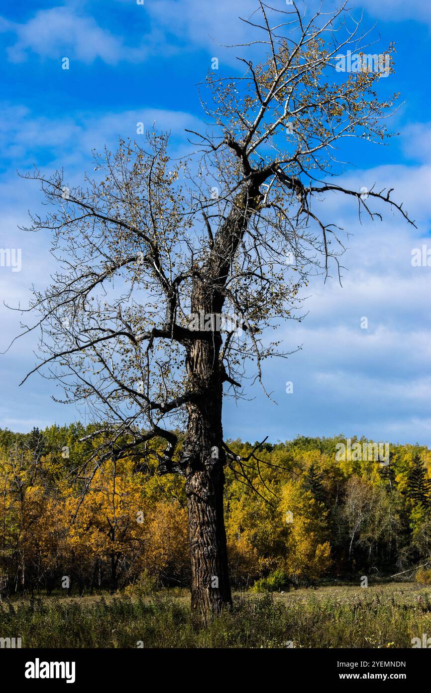 Fall scenery from the trail Stock Photo - Alamy