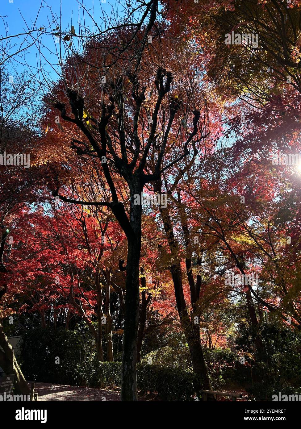 Leaves changing in Japan - Smartphone Captured Stock Image