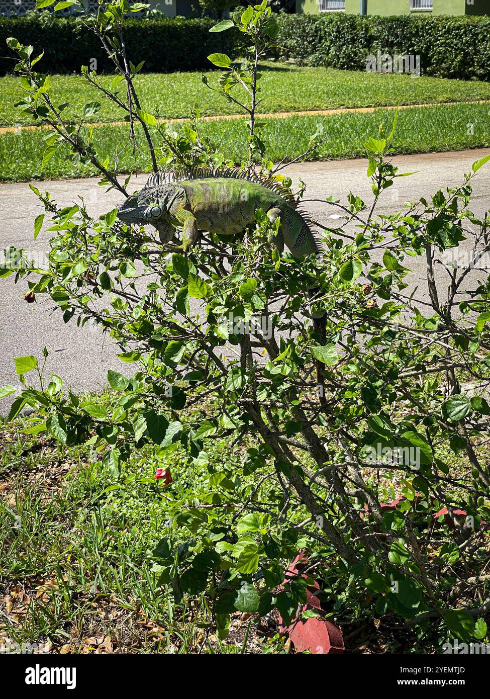 Iguana on a small tree in the street, Plantation, Florida, USA - Smartphone Captured Stock Image