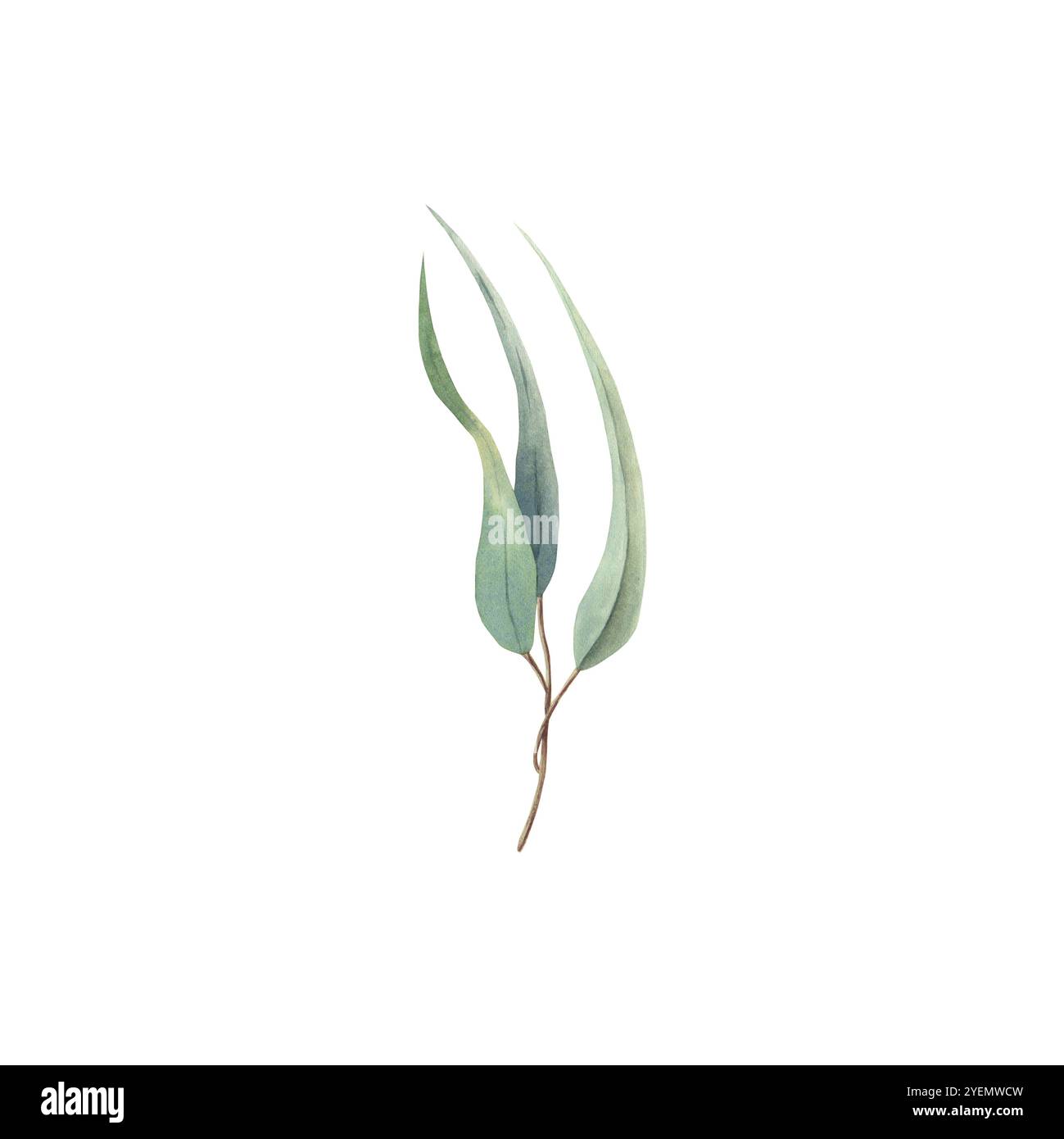 Watercolor hand drawn eucalyptus branch with green long leaves Stock ...