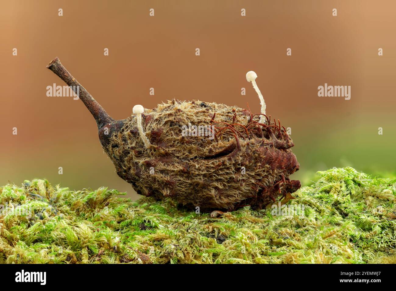 Hypha Tree Fungal mycelium hyphae tree hi-res stock photography and images - Alamy