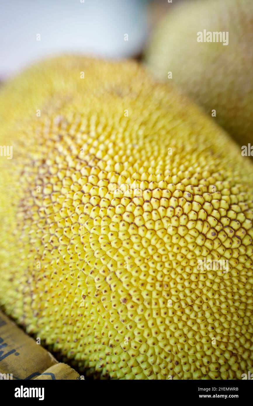 Stock photo of a large jackfruit Stock Photo