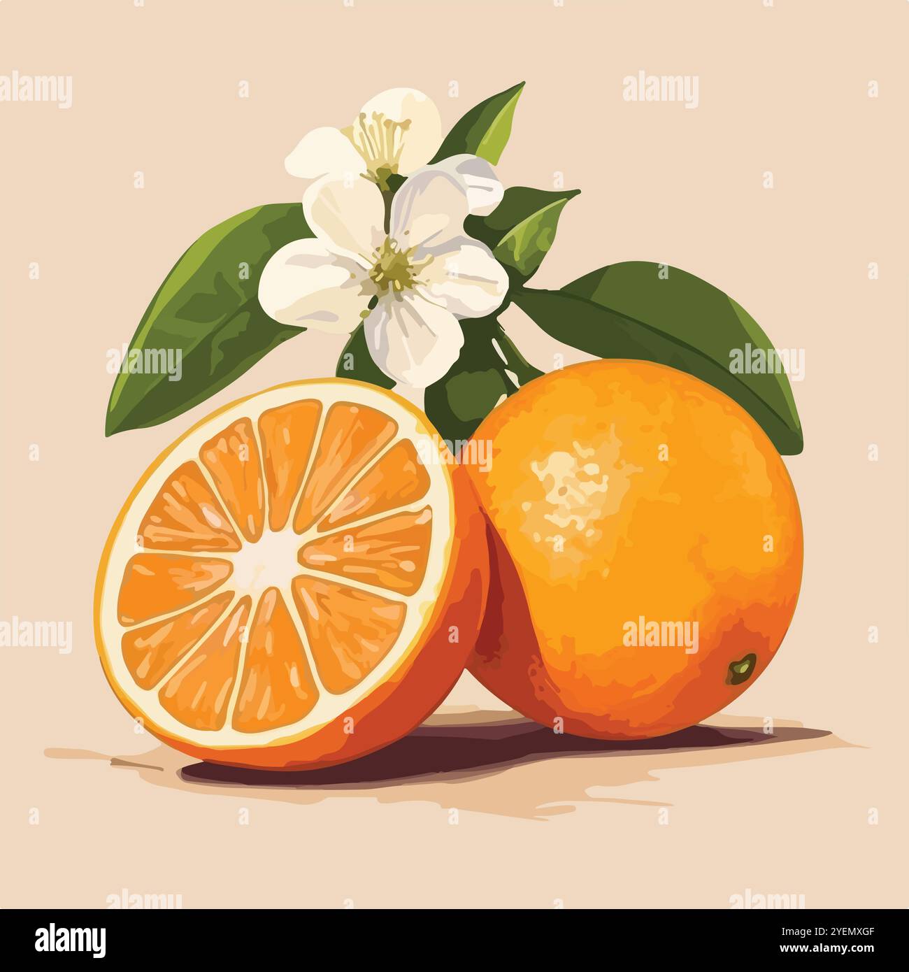 Citrus fruit cross section Stock Vector Images - Alamy