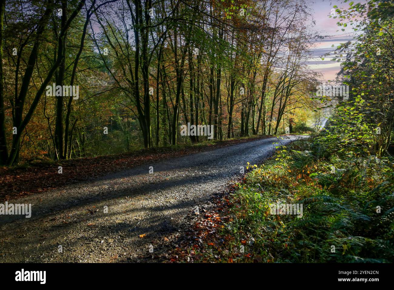 A gravel country road through am array of Autumn coloured forest in South Wales. Stock Photo