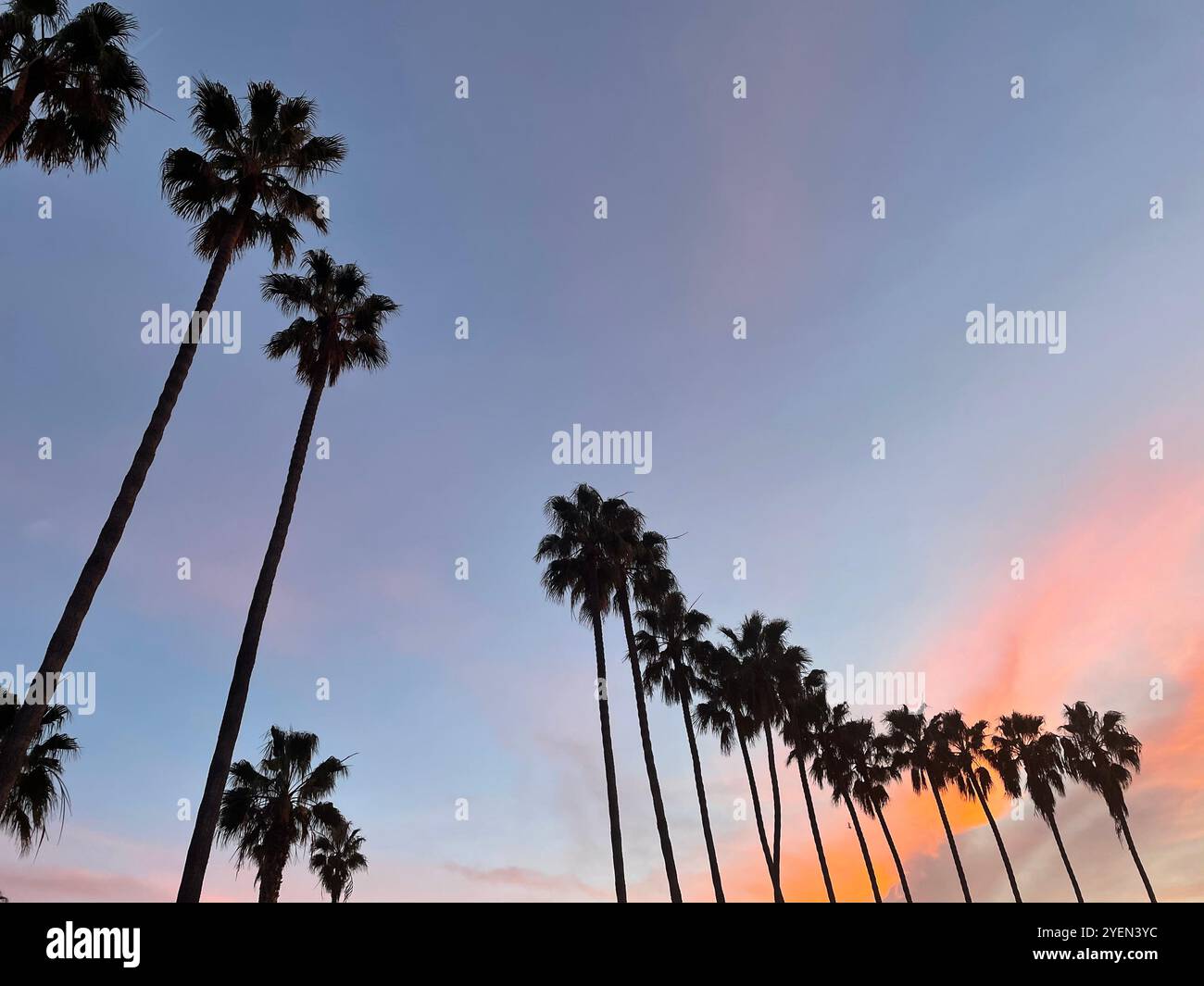 tall palms at sunset - Smartphone Captured Stock Image