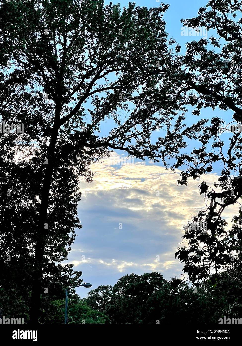 looking through the trees - Smartphone Captured Stock Image