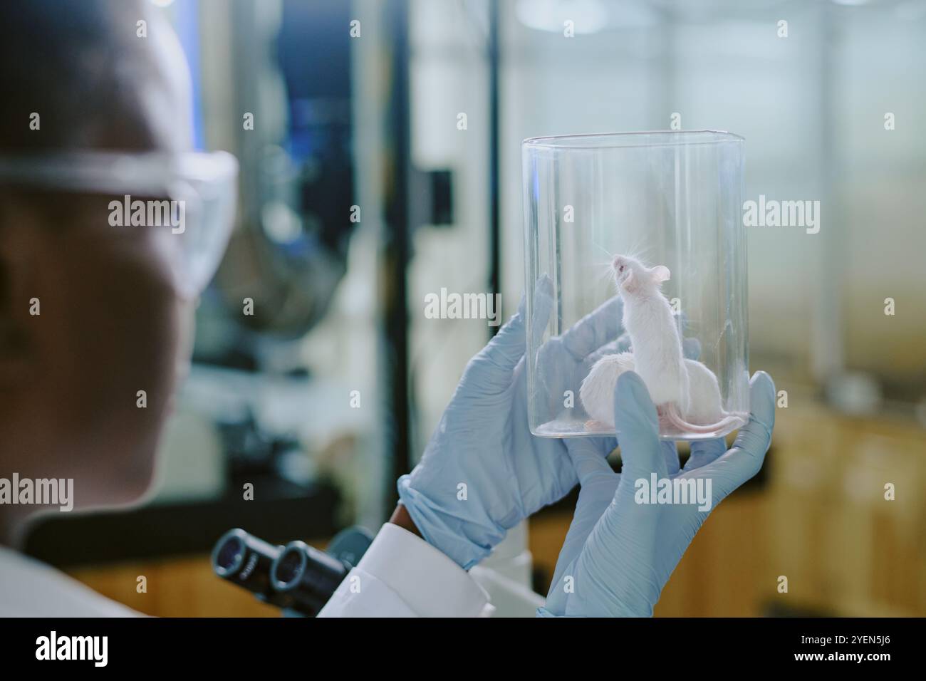 Rodent Lab Study Health behavior hi-res stock photography and images - Alamy