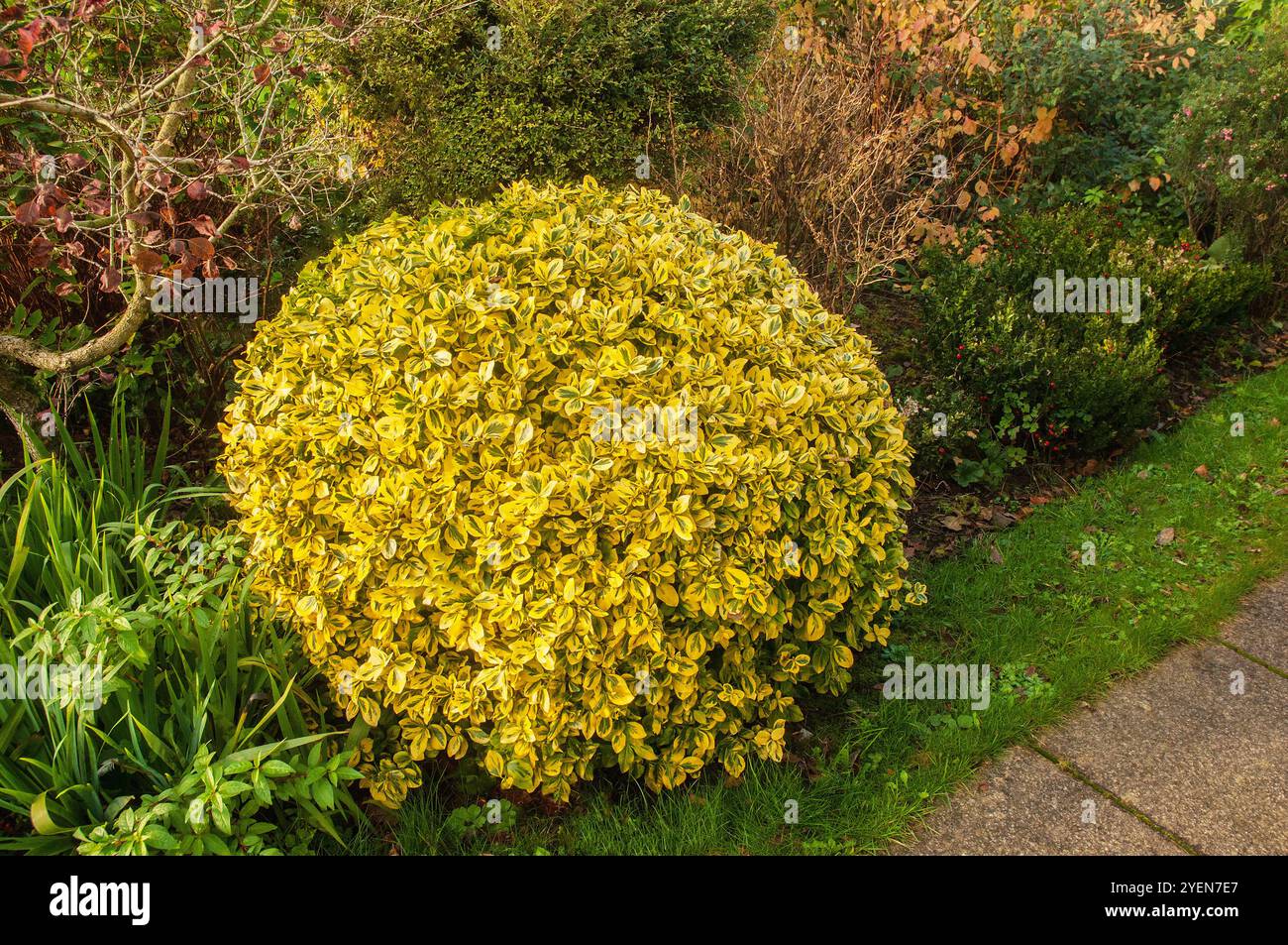 Lonicera nitida hi-res stock photography and images - Alamy
