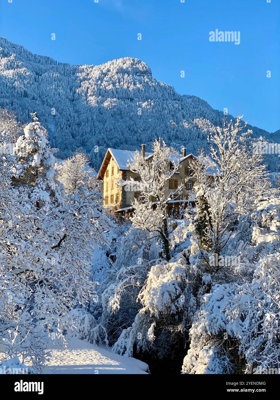 Charming Mountain House Amidst Snow-Covered Trees - Smartphone Captured Stock Image