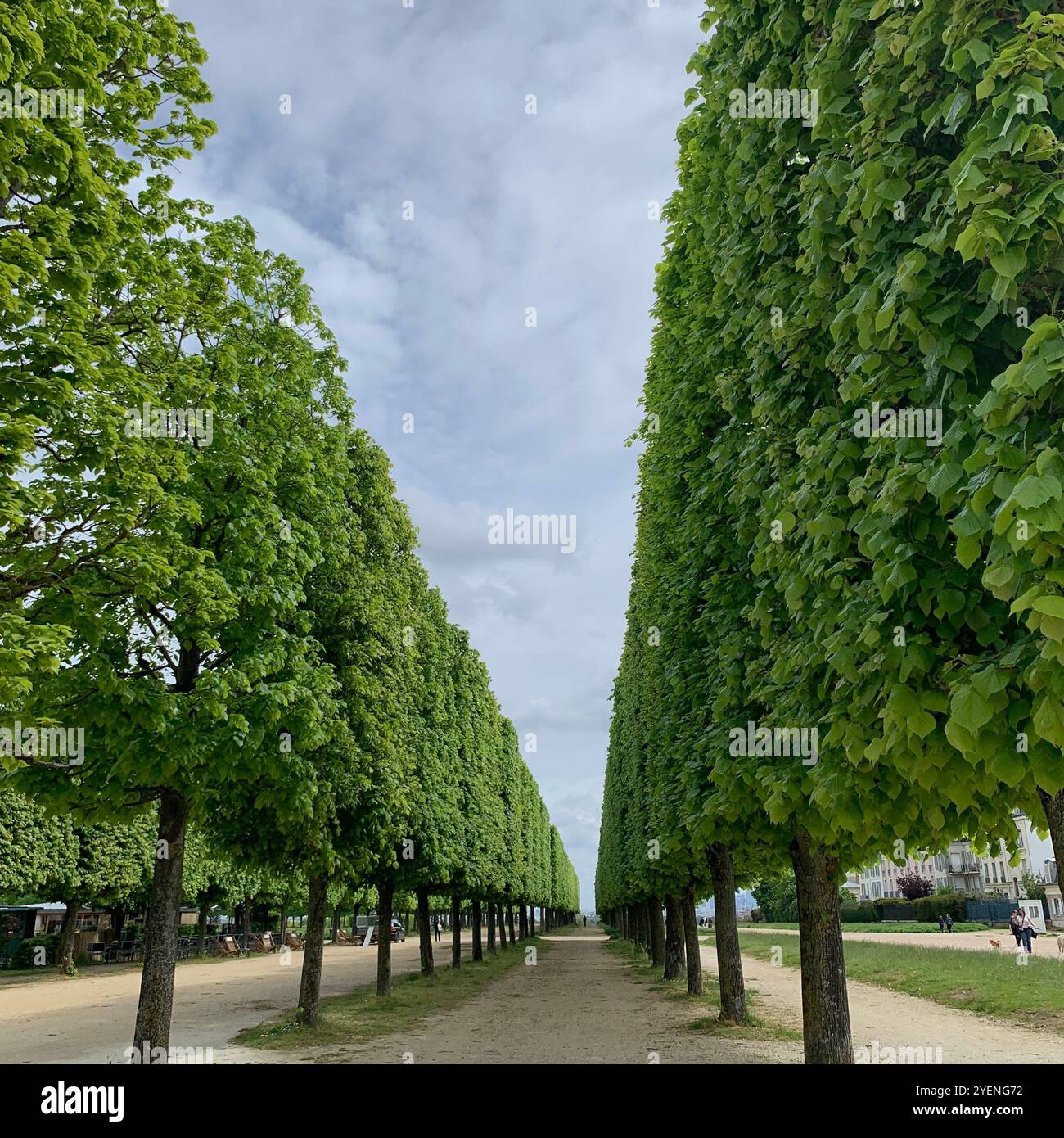 Serene Pathway Through Tall Green Trees at Château Royal Park, Paris - Smartphone Captured Stock Image