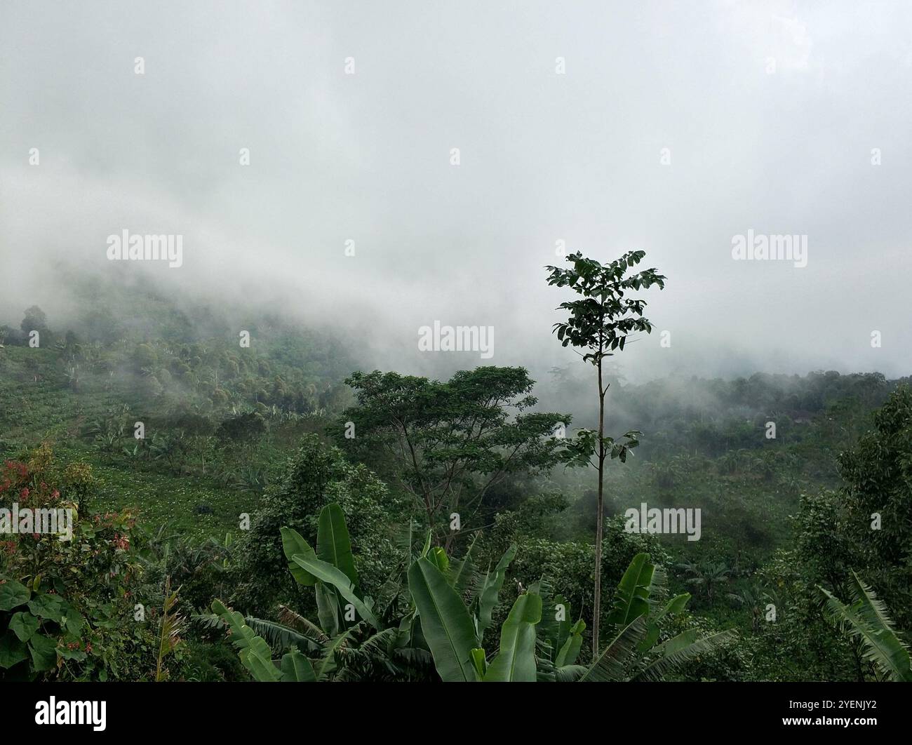 Lush green tropical mountains with a rain cloud at the peak Stock Photo ...