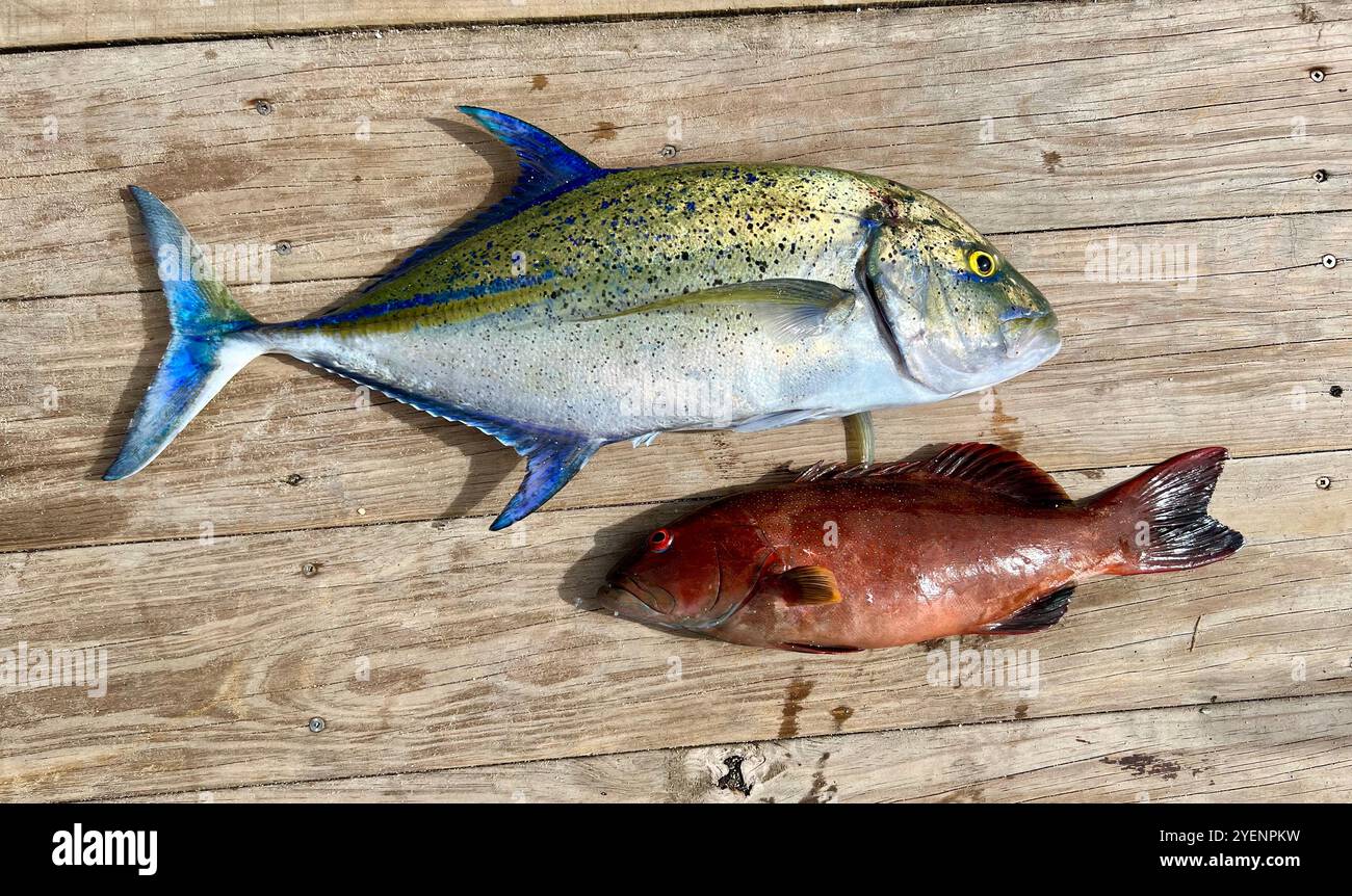 Grouper fish caught fish hi-res stock photography and images - Alamy