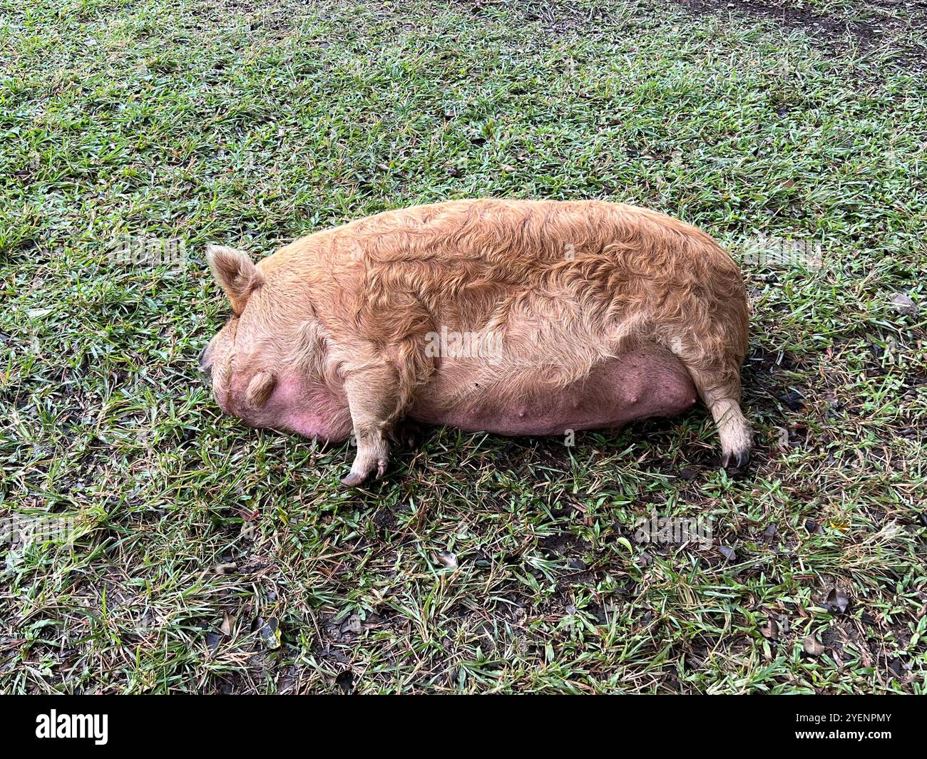 Fat Pig - Smartphone Captured Stock Image