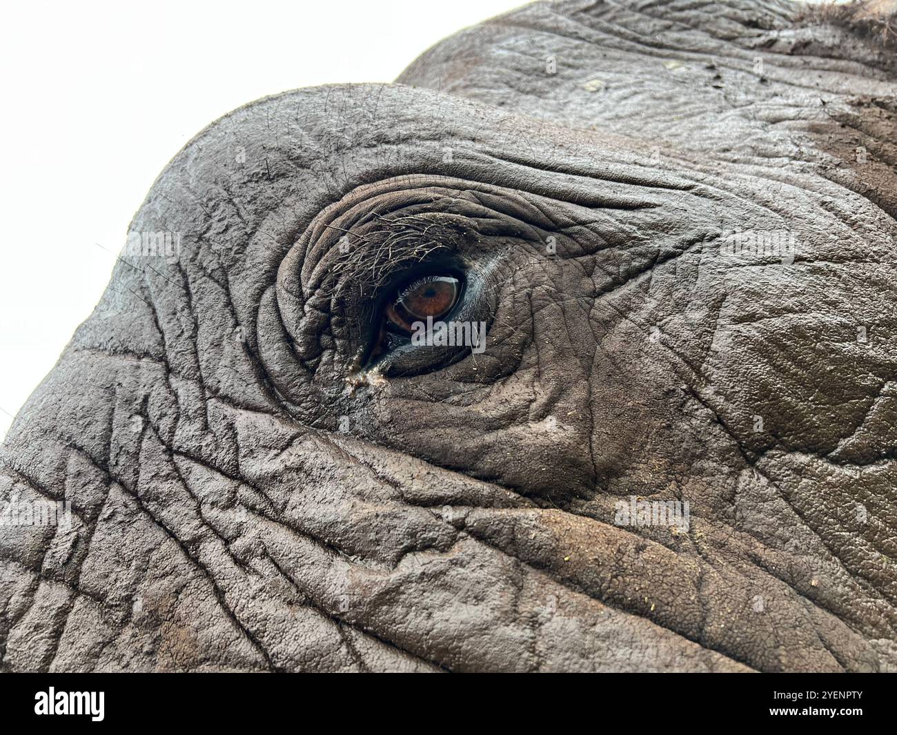 Elephant Wisdom - Smartphone Captured Stock Image