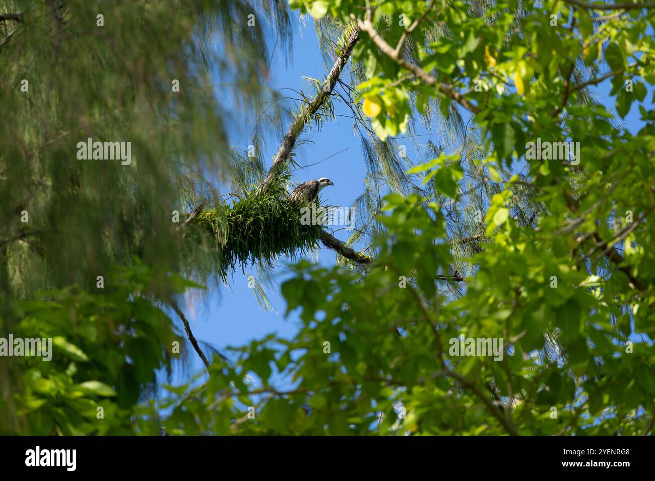 Osprey (Pandion haliaetus) on nest in Solomon Islands Stock Photo