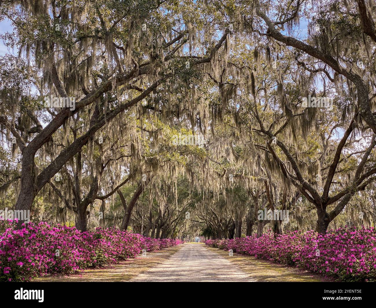 Avenue of Oaks and Azaleas, Bonaventure Cemetery, Savannah, Georgia, USA Stock Photo