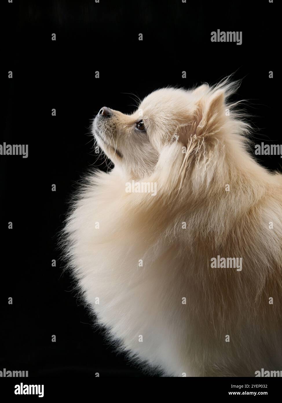 A side profile shot of a fluffy Pomeranian with white fur against a dark background. The dog looks upwards, highlighting its fluffy coat and sharp Stock Photo