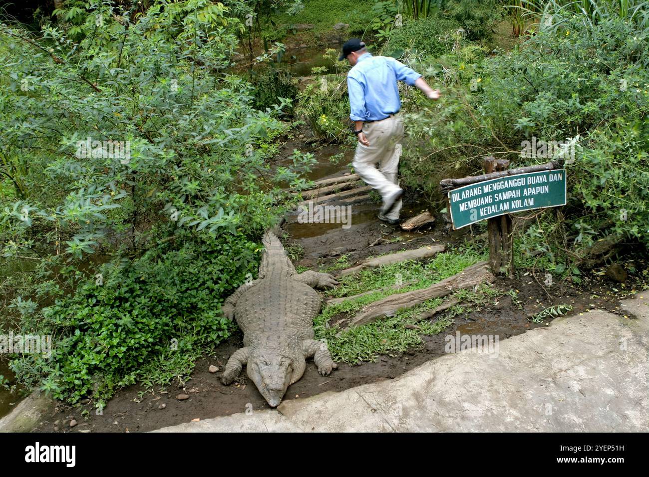 A herpetologist moves away from a crocodile at a crocodile pool. Stock Photo