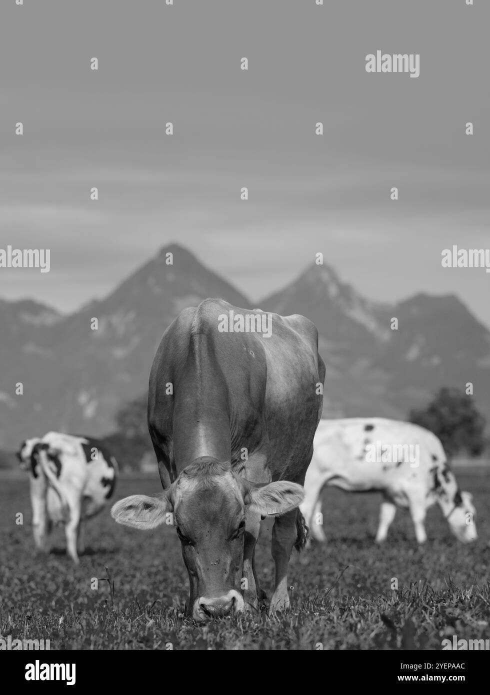 Cows are grazing on a meadow in Switzerland. Cattle pasture in a green ...