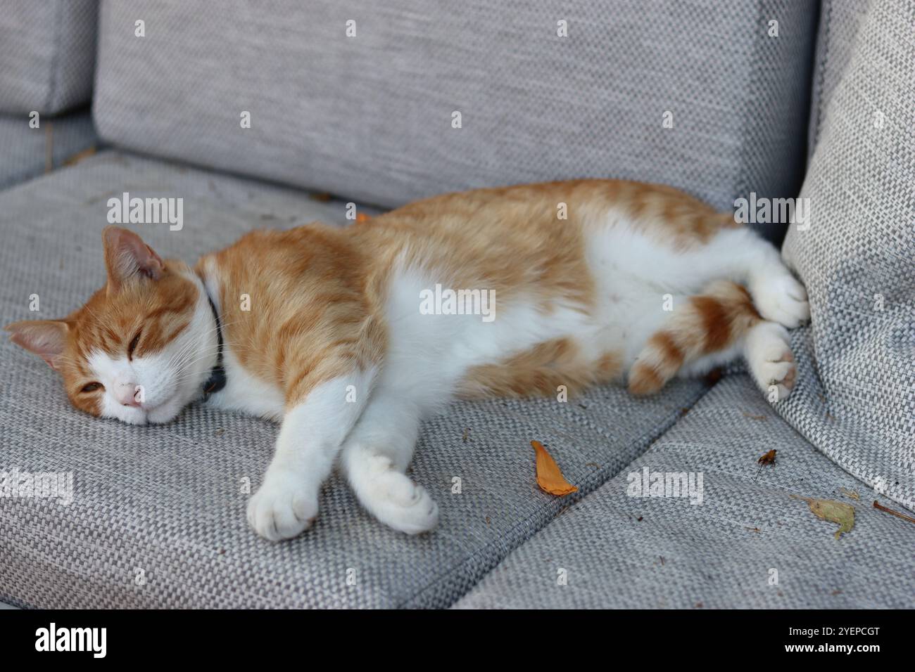 Ginger and white cat lying on a soft chair Stock Photo