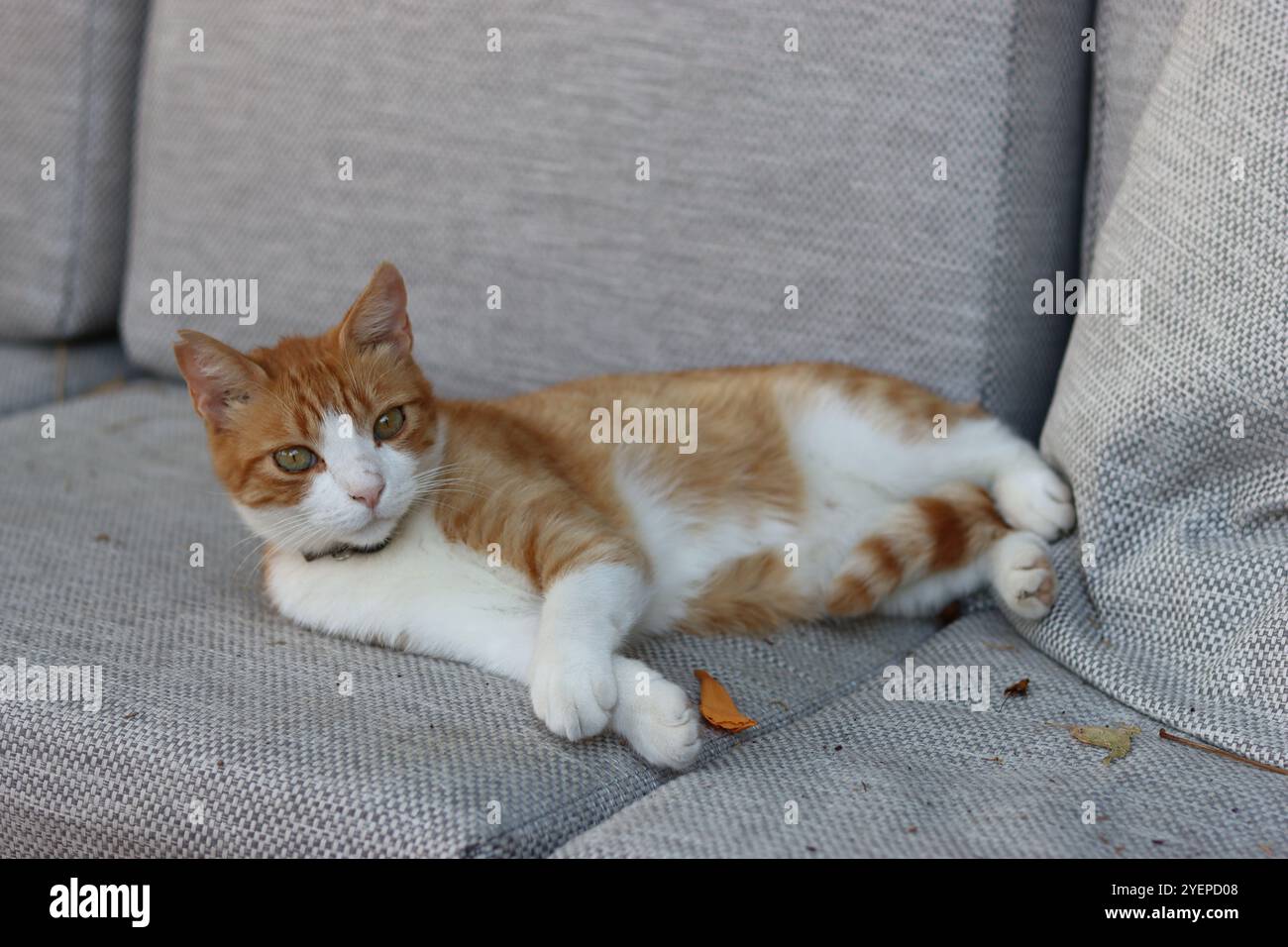 Ginger and white cat lying on a soft chair Stock Photo
