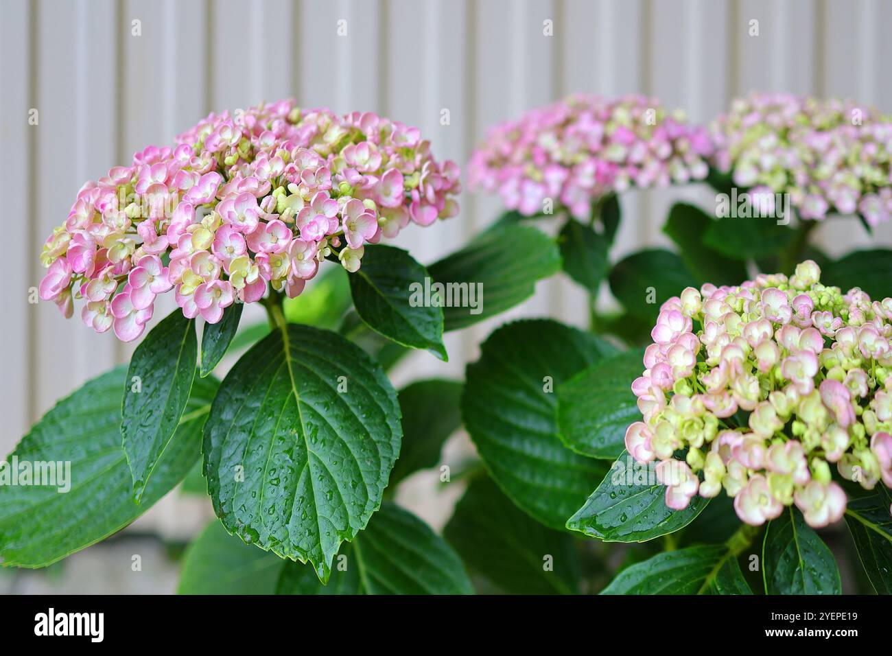 Hortensia macrophylla ayesha hi-res stock photography and images - Alamy