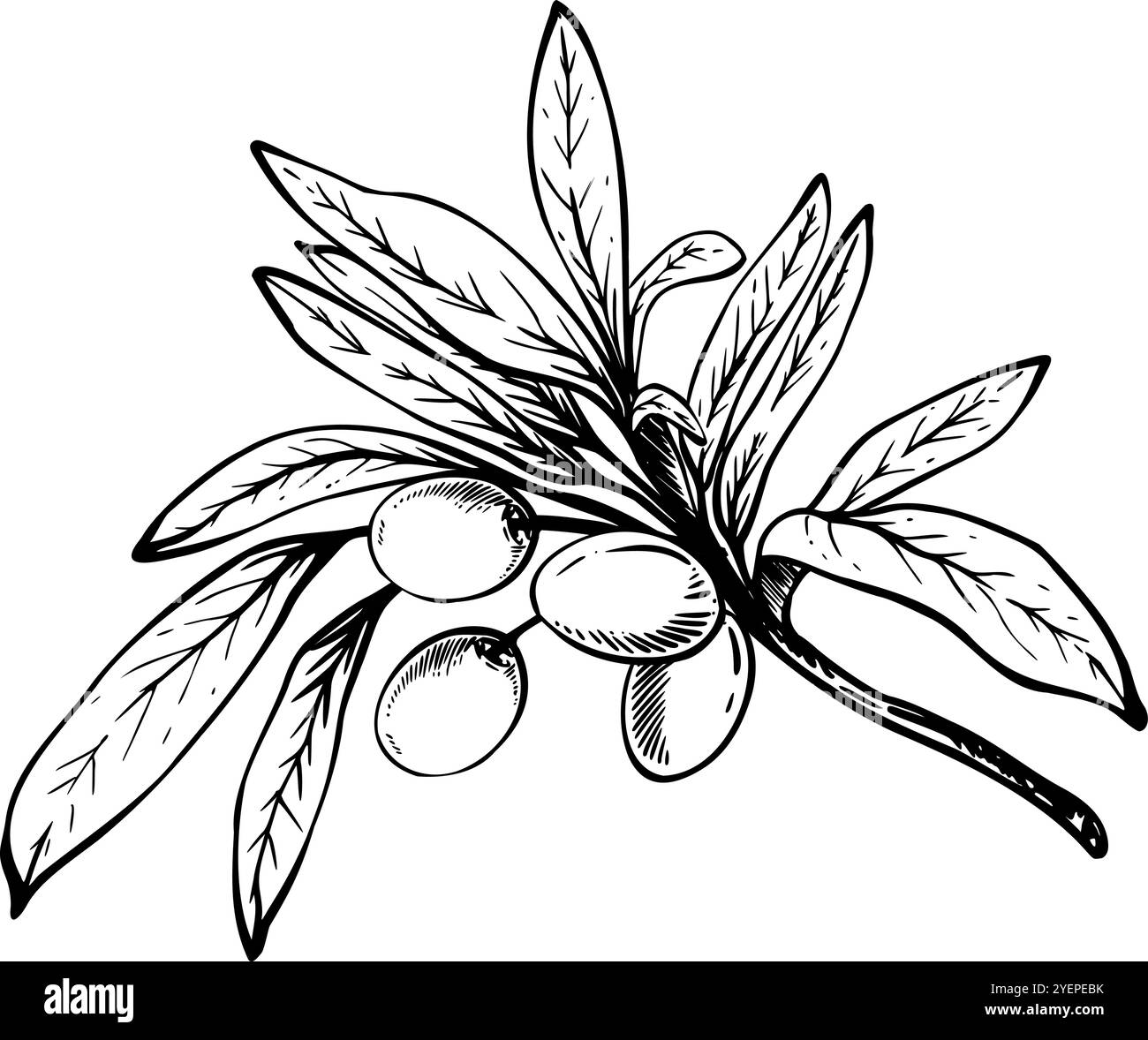 Olive tree branch with leaves and berries fruit Black ink line art hand ...