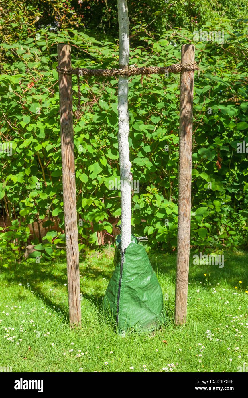 Baumschutz; Rindenschutz; Schutz; Stammschutz; Bäume; Baum; Baumstamm; Holz; aus Holz; Europa; eu; Pflanze; draußen; Außenaufnahme; Wiese; Rasen; Gras Stock Photo