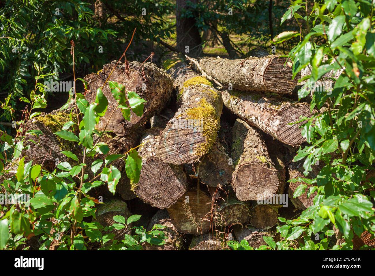 Sawed-off tree trunks lying in the forest, Germany Stock Photo