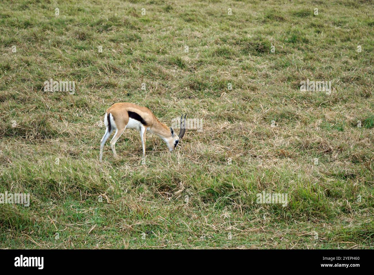 thomsons gazelle in the serengeti in tanzania Stock Photo - Alamy