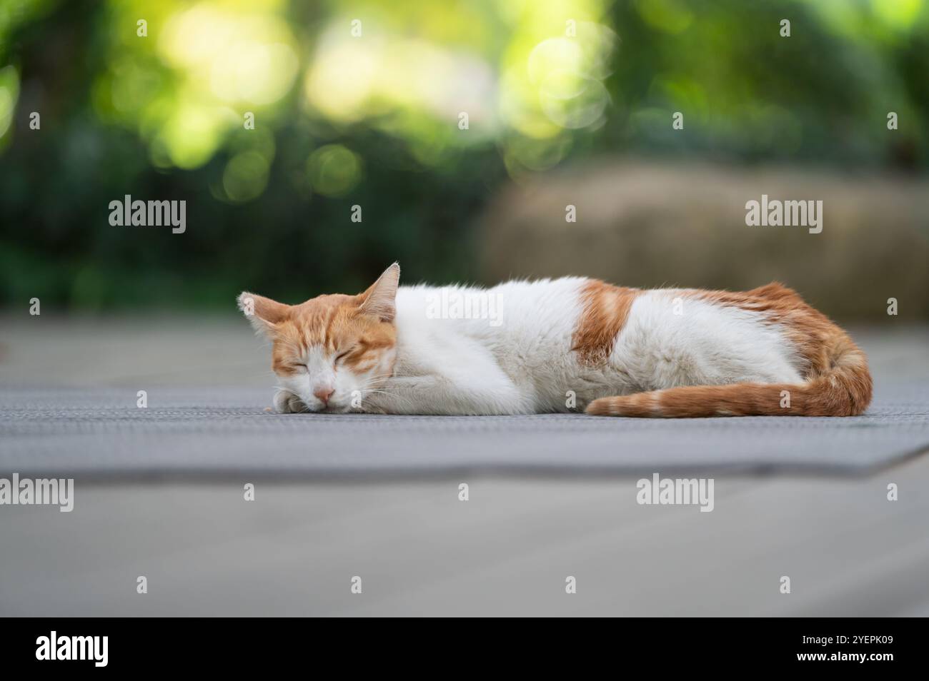 Outdoors, the kitten sleeps on the ground Stock Photo