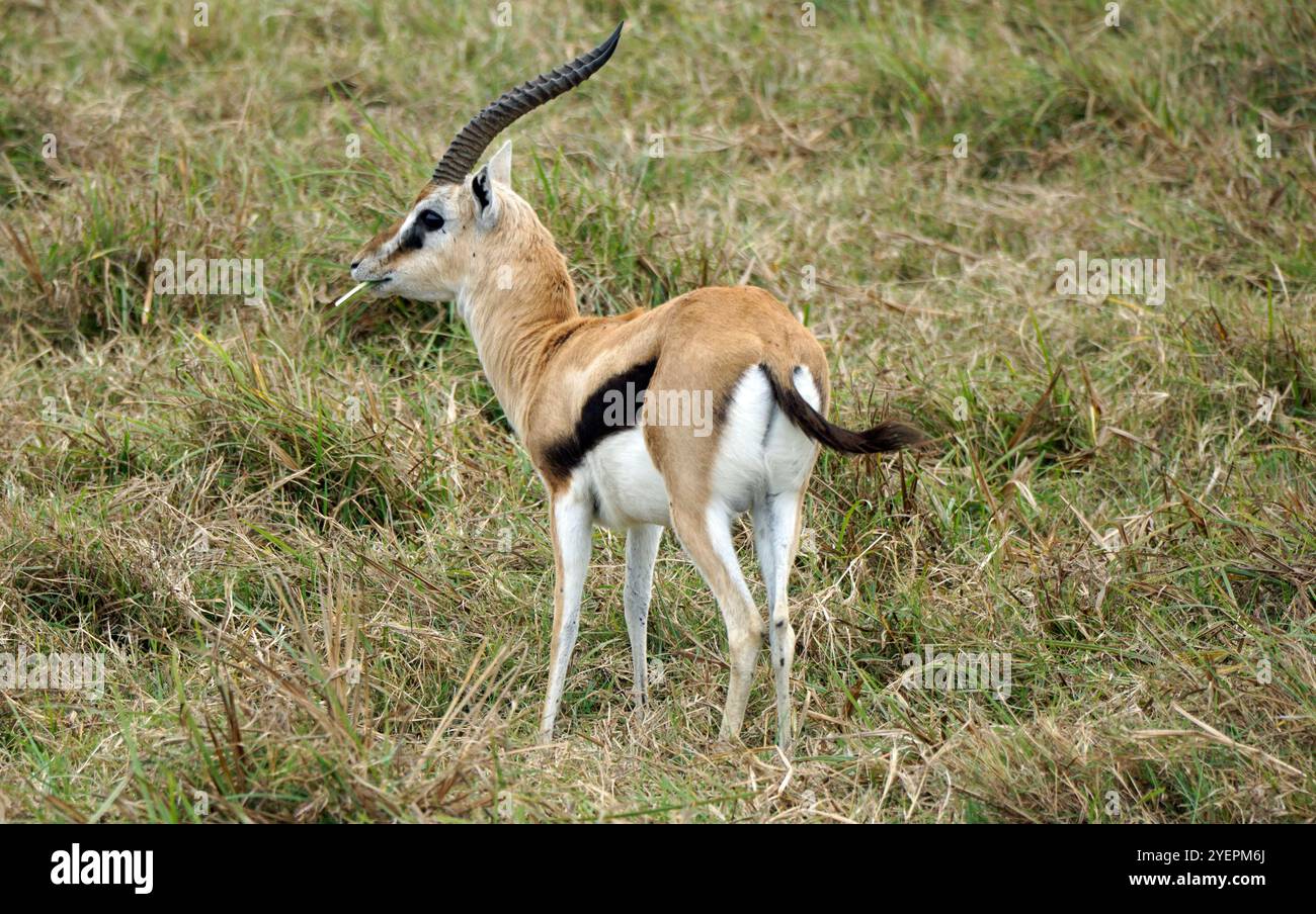 thomsons gazelle in the serengeti in tanzania Stock Photo - Alamy