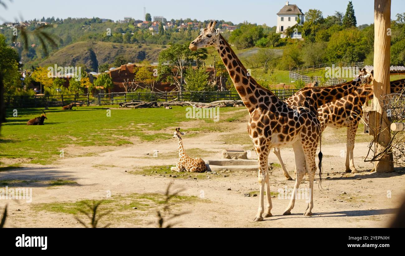 Giraffe eats tree branches. Giraffe - Giraffa camelopardalis - is ...