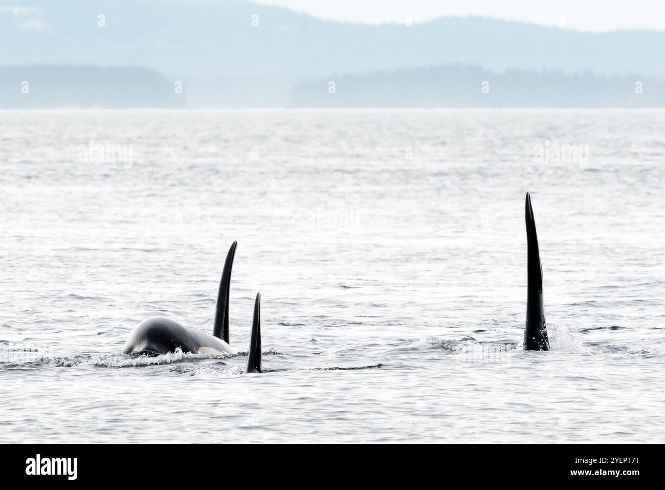 Three killer whales swimming together in the Salish Sea Stock Photo - Alamy