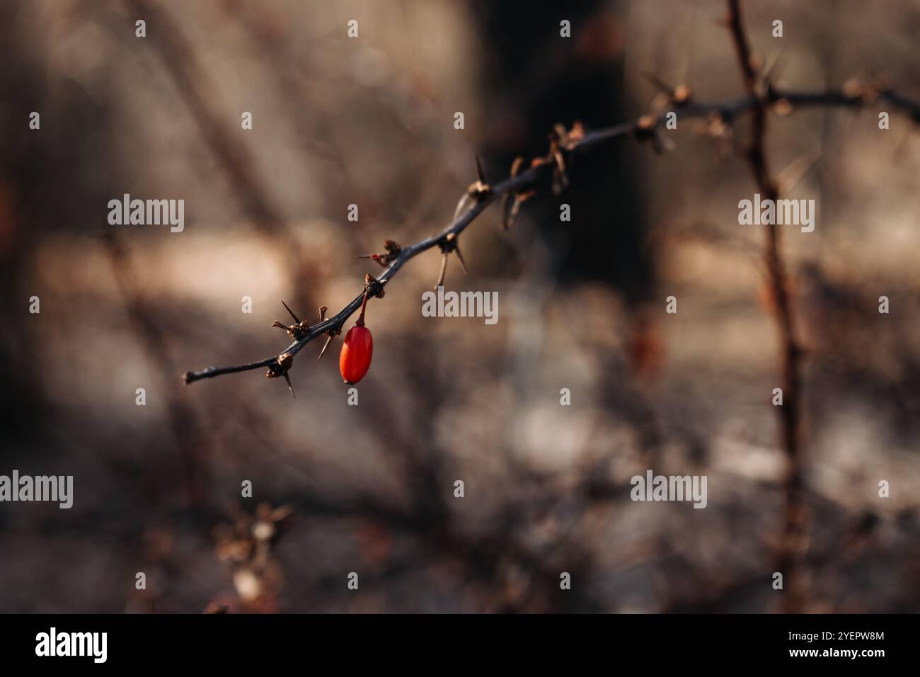 On a dry branch hi-res stock photography and images - Alamy