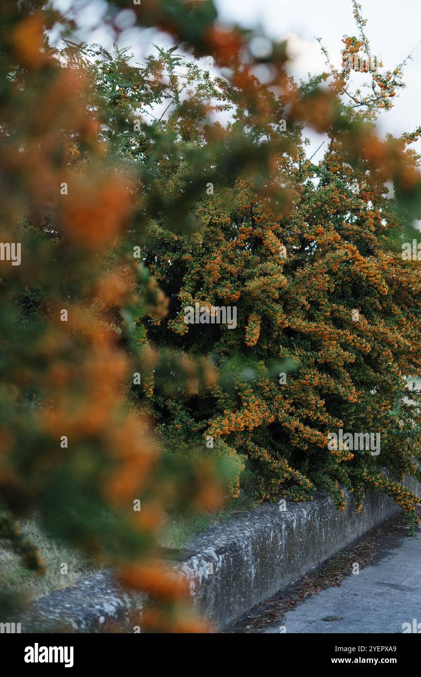 Colorful clusters of orange berries on a Pyracantha plant in Belgrade Stock Photo