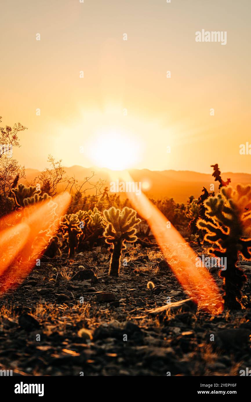 Sun flare silhouette hi-res stock photography and images - Alamy