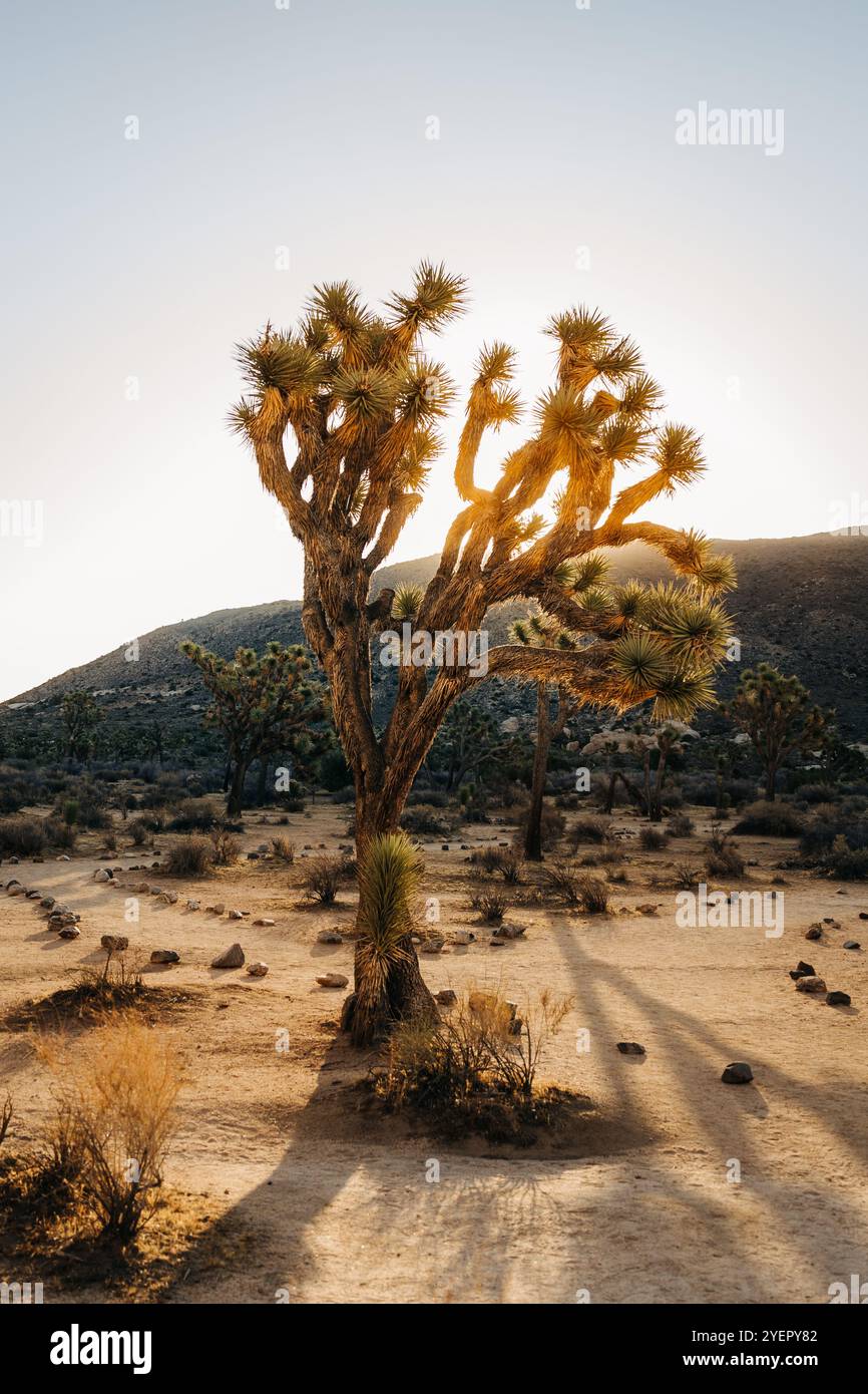 Sunlight and tree shadows hi-res stock photography and images - Alamy