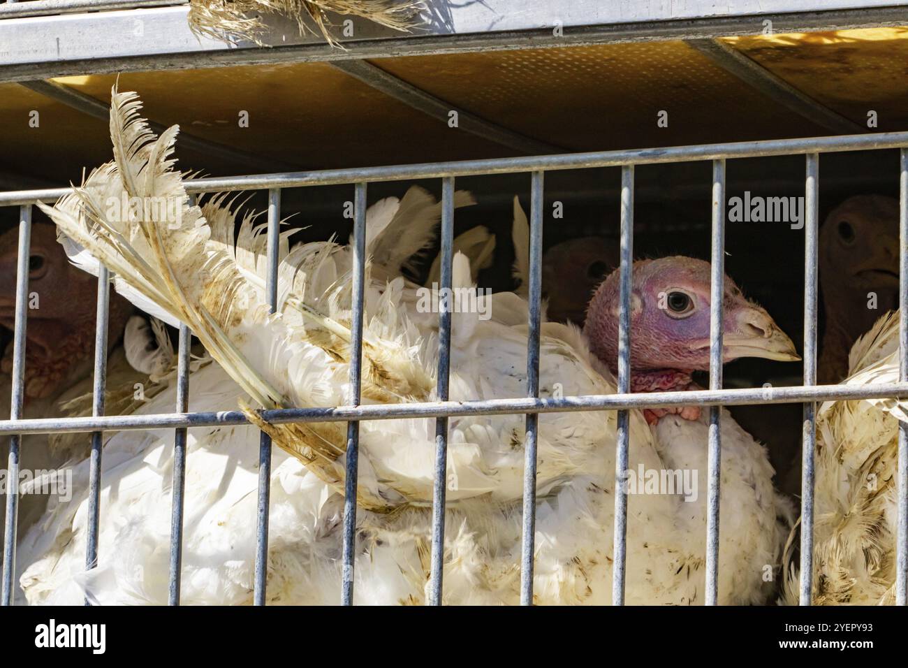 View poultry farm in hi-res stock photography and images - Alamy