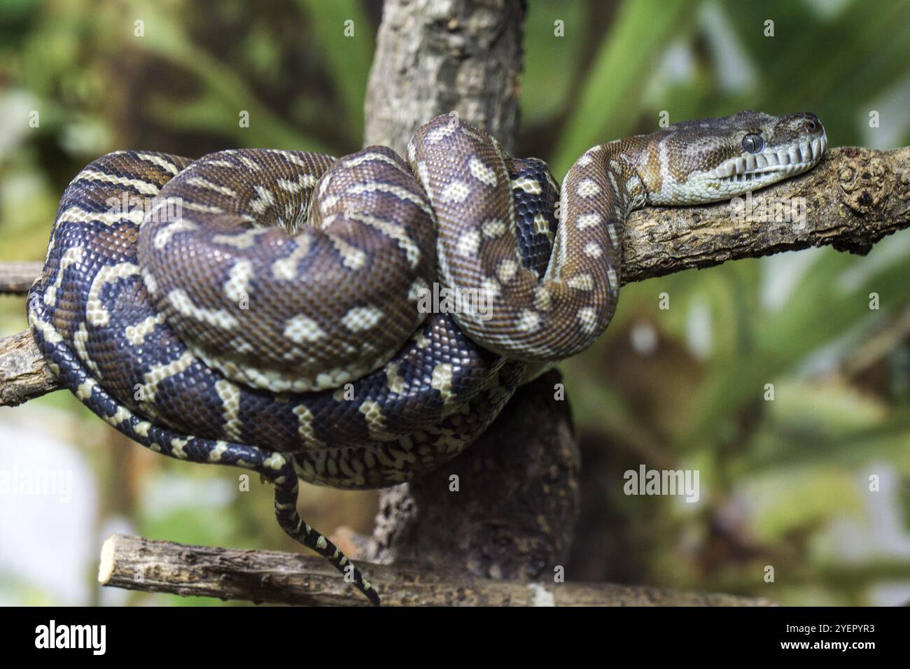 Aspidopython hi-res stock photography and images - Alamy
