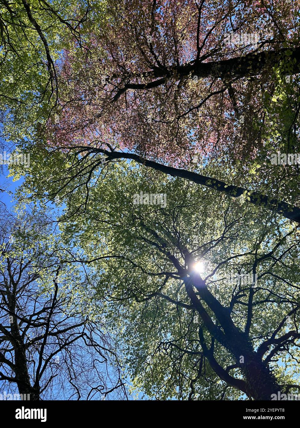 Pretty dappled sunlight through a tree canopy in the woodland of southern England - Smartphone Captured Stock Image