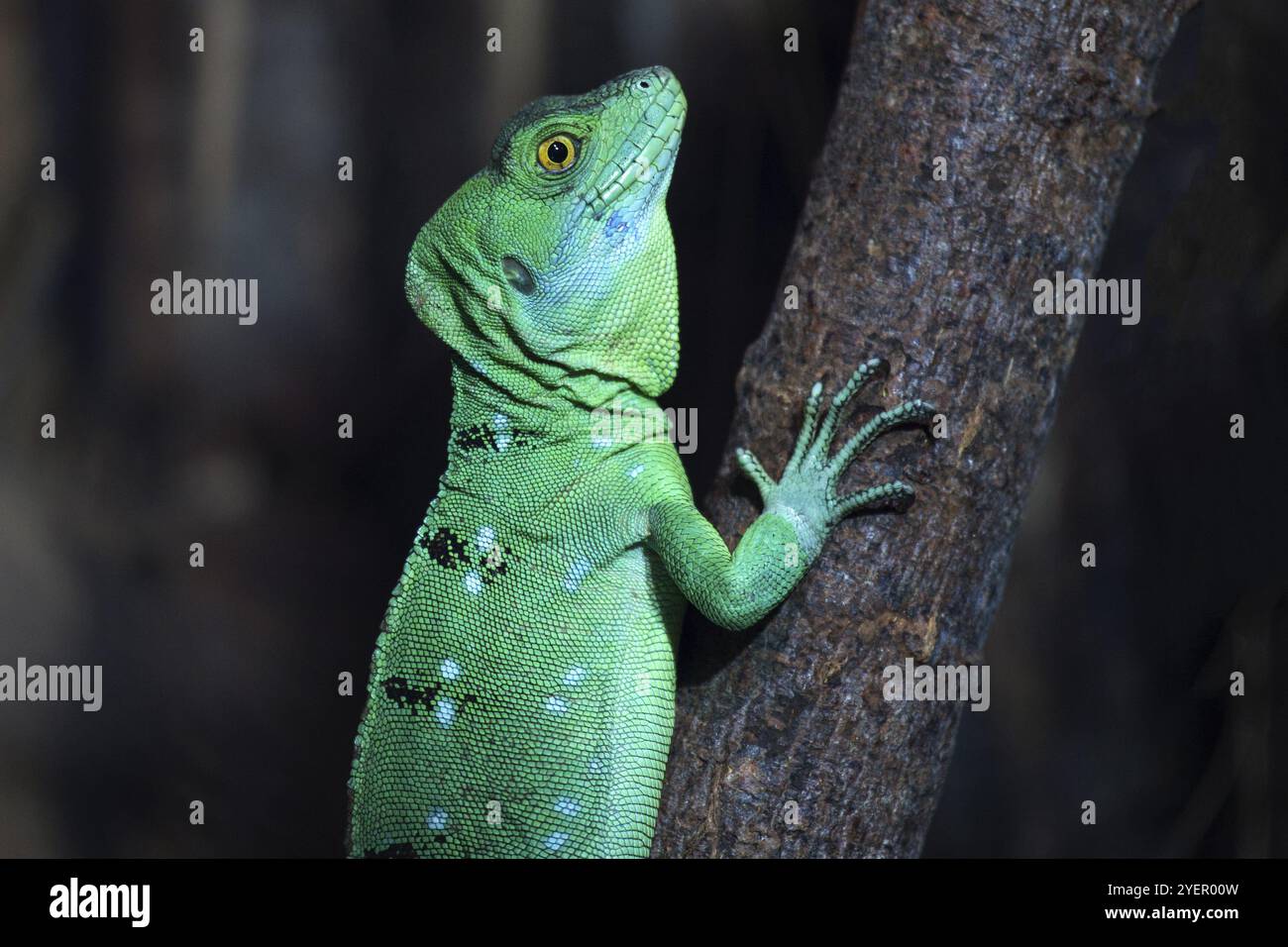 Lesser Antillean Iguana (Iguana delicatissima), juvenile, captive, Germany, Europe Stock Photo