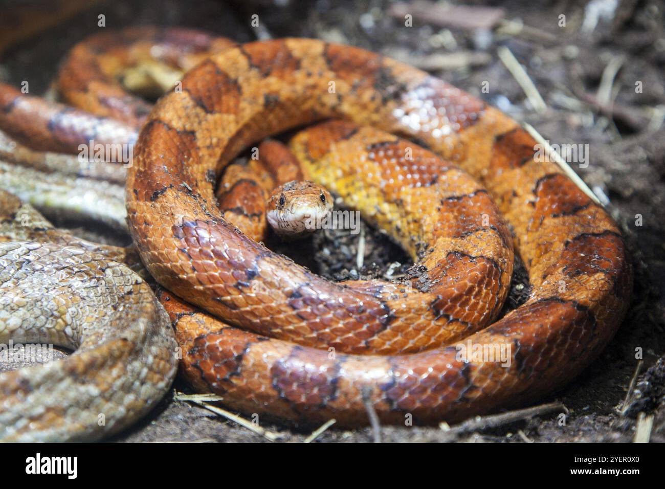 Picture of Corn snake (Pantherophis guttatus), captive, Germany, Europe Stock Photo - Alamy